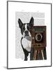 Boston Terrier Photographer-Fab Funky-Mounted Art Print