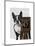 Boston Terrier Photographer-Fab Funky-Mounted Art Print