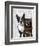 Boston Terrier Photographer-Fab Funky-Framed Art Print