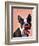 Boston Terrier Portrait with Red Bow Tie and Moustache-Fab Funky-Framed Premium Giclee Print