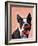 Boston Terrier Portrait with Red Bow Tie and Moustache-Fab Funky-Framed Art Print