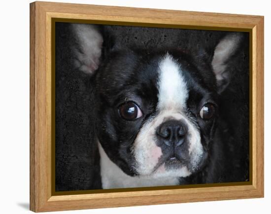 Boston Terrier Portrait-Jai Johnson-Framed Premier Image Canvas