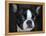 Boston Terrier Portrait-Jai Johnson-Framed Premier Image Canvas