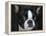 Boston Terrier Portrait-Jai Johnson-Framed Premier Image Canvas