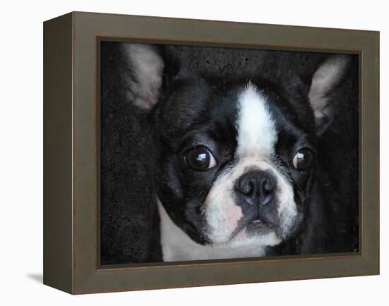 Boston Terrier Portrait-Jai Johnson-Framed Premier Image Canvas