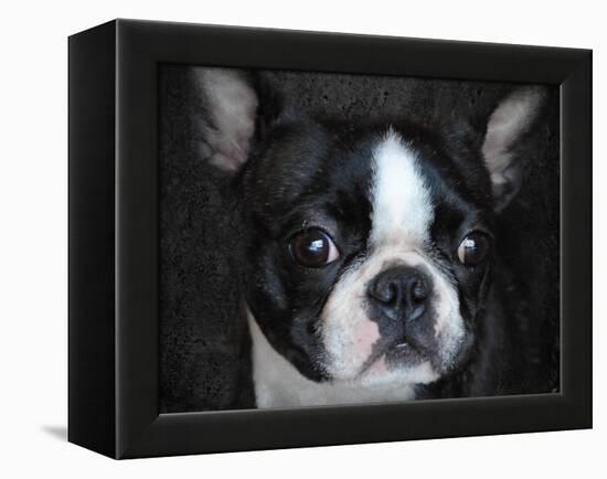 Boston Terrier Portrait-Jai Johnson-Framed Premier Image Canvas