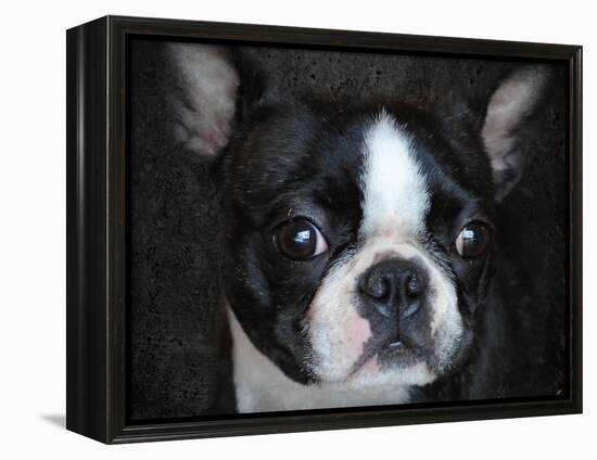 Boston Terrier Portrait-Jai Johnson-Framed Premier Image Canvas