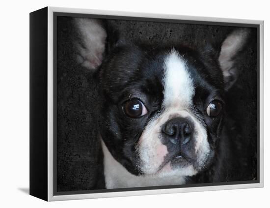 Boston Terrier Portrait-Jai Johnson-Framed Premier Image Canvas