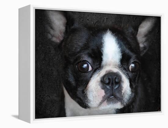 Boston Terrier Portrait-Jai Johnson-Framed Premier Image Canvas