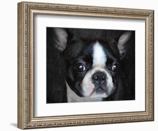 Boston Terrier Portrait-Jai Johnson-Framed Giclee Print