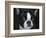 Boston Terrier Portrait-Jai Johnson-Framed Giclee Print