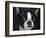 Boston Terrier Portrait-Jai Johnson-Framed Giclee Print