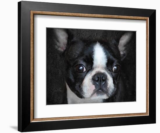 Boston Terrier Portrait-Jai Johnson-Framed Giclee Print