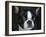 Boston Terrier Portrait-Jai Johnson-Framed Giclee Print