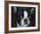 Boston Terrier Portrait-Jai Johnson-Framed Giclee Print