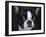 Boston Terrier Portrait-Jai Johnson-Framed Giclee Print