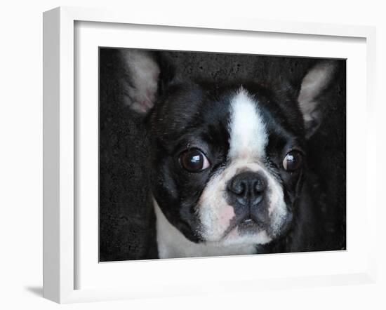 Boston Terrier Portrait-Jai Johnson-Framed Giclee Print