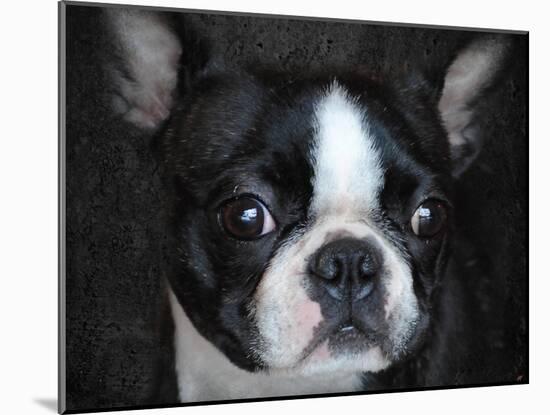 Boston Terrier Portrait-Jai Johnson-Mounted Giclee Print