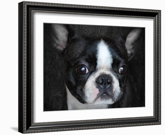 Boston Terrier Portrait-Jai Johnson-Framed Giclee Print