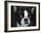 Boston Terrier Portrait-Jai Johnson-Framed Giclee Print