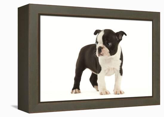 Boston Terrier Puppy in Studio-null-Framed Premier Image Canvas