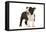 Boston Terrier Puppy in Studio-null-Framed Premier Image Canvas