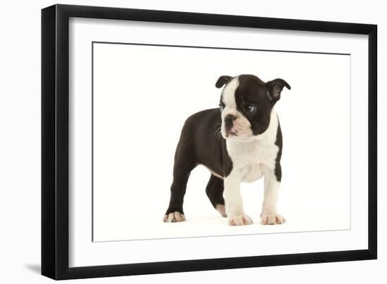 Boston Terrier Puppy in Studio-null-Framed Photographic Print