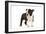 Boston Terrier Puppy in Studio-null-Framed Photographic Print