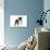 Boston Terrier Puppy in Studio-null-Photographic Print displayed on a wall