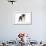 Boston Terrier Puppy in Studio-null-Framed Photographic Print displayed on a wall