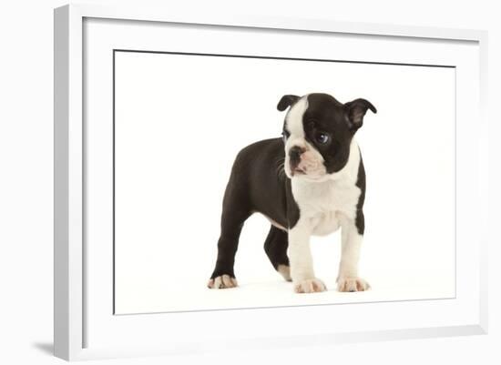 Boston Terrier Puppy in Studio-null-Framed Photographic Print
