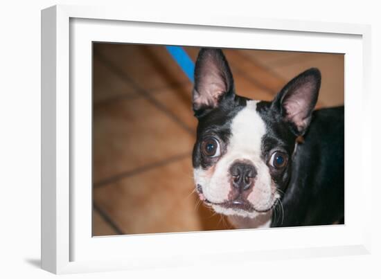 Boston Terrier Puppy Looking at You-Zandria Muench Beraldo-Framed Photographic Print