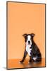 Boston Terrier Puppy-Don Mason-Mounted Photographic Print