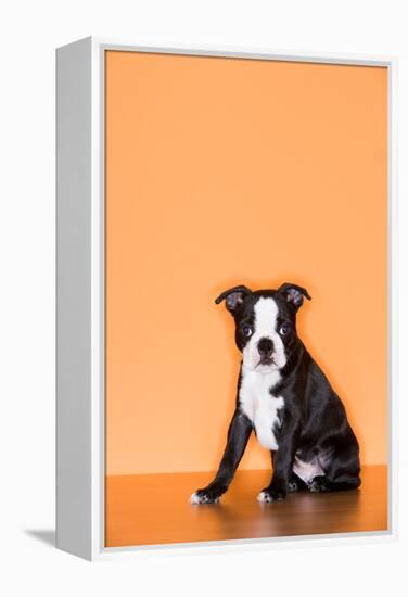 Boston Terrier Puppy-Don Mason-Framed Premier Image Canvas