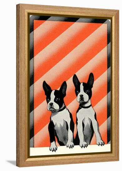 Boston Terrier Pups-null-Framed Stretched Canvas