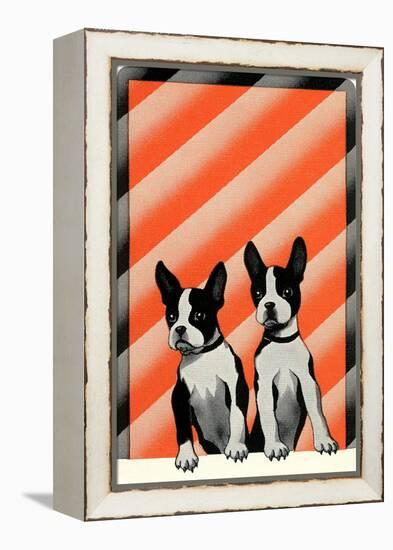 Boston Terrier Pups-null-Framed Stretched Canvas