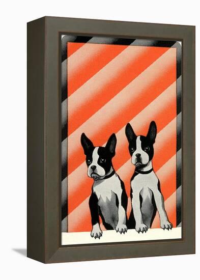 Boston Terrier Pups-null-Framed Stretched Canvas