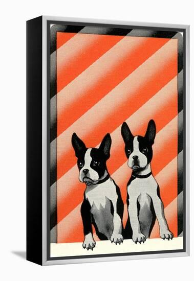 Boston Terrier Pups-null-Framed Stretched Canvas