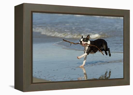 Boston Terrier Running in Sea with Stick-null-Framed Premier Image Canvas