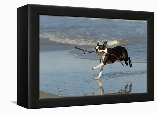 Boston Terrier Running in Sea with Stick-null-Framed Premier Image Canvas