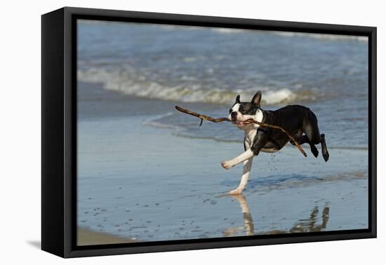 Boston Terrier Running in Sea with Stick-null-Framed Premier Image Canvas