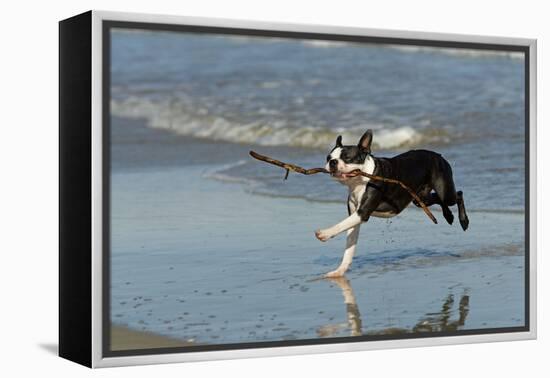 Boston Terrier Running in Sea with Stick-null-Framed Premier Image Canvas