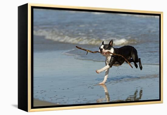 Boston Terrier Running in Sea with Stick-null-Framed Premier Image Canvas