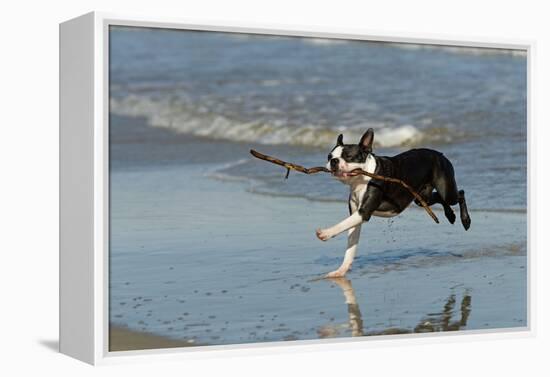 Boston Terrier Running in Sea with Stick-null-Framed Premier Image Canvas