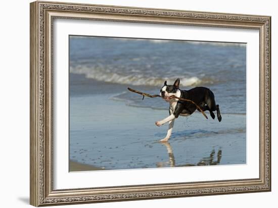 Boston Terrier Running in Sea with Stick-null-Framed Photographic Print