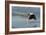 Boston Terrier Running in Sea with Stick-null-Framed Photographic Print