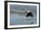 Boston Terrier Running in Sea with Stick-null-Framed Photographic Print