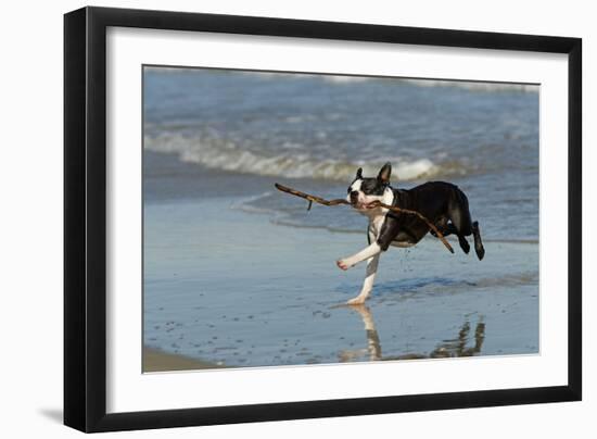 Boston Terrier Running in Sea with Stick-null-Framed Photographic Print