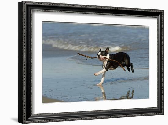 Boston Terrier Running in Sea with Stick-null-Framed Photographic Print