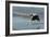 Boston Terrier Running in Sea with Stick-null-Framed Photographic Print